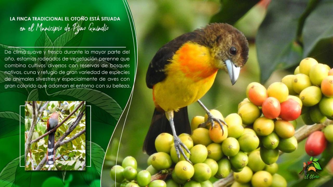 Finca Tradicional El Otono Pijao Exteriér fotografie