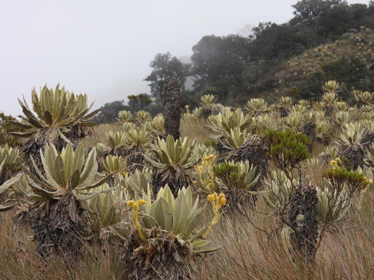 Finca Tradicional El Otono Pijao Exteriér fotografie