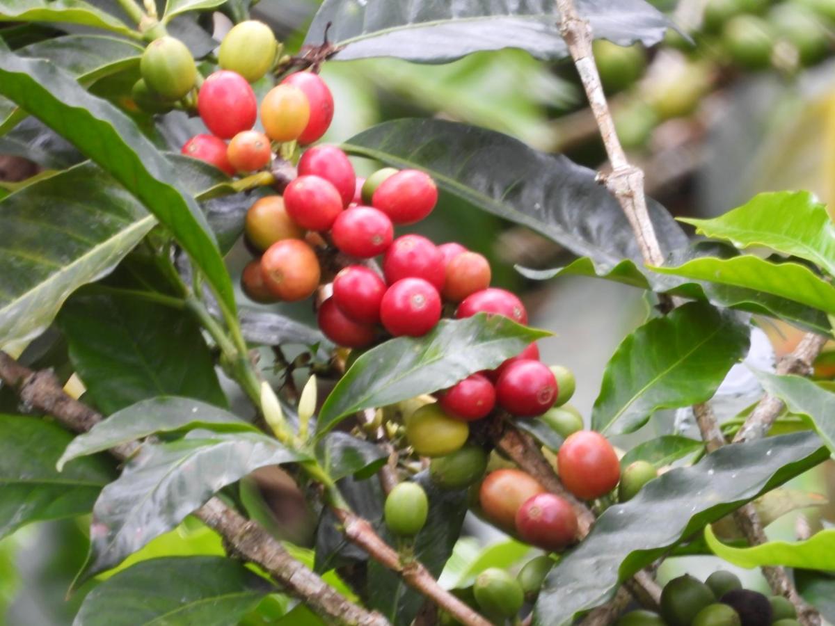 Finca Tradicional El Otono Pijao Exteriér fotografie