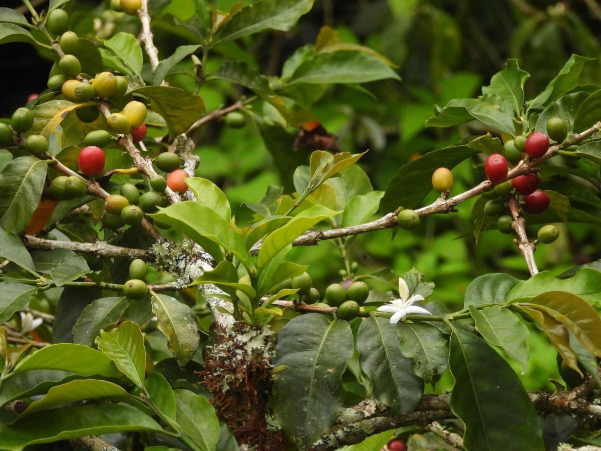 Finca Tradicional El Otono Pijao Exteriér fotografie