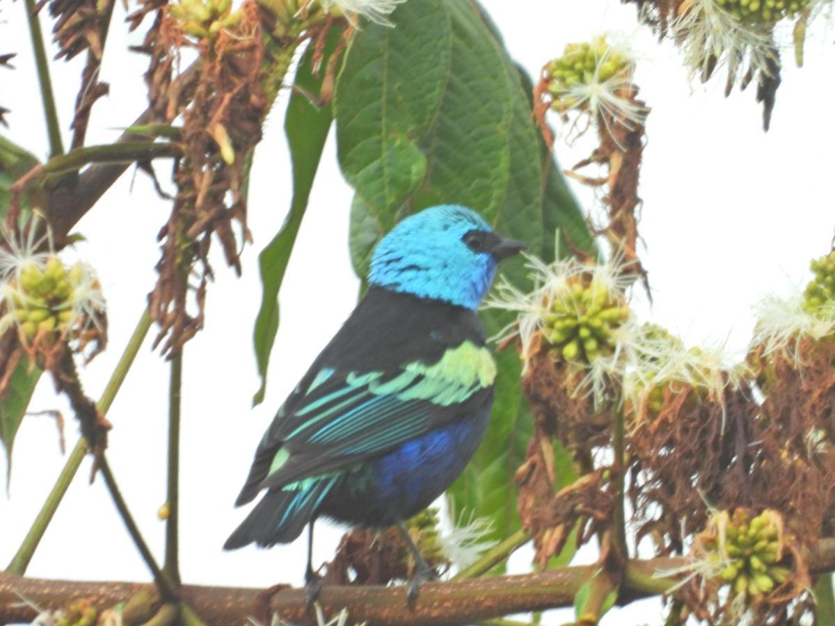 Finca Tradicional El Otono Pijao Exteriér fotografie